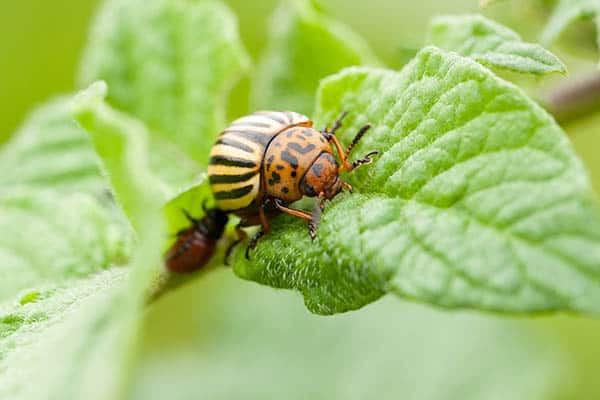 On Leaf Of Potato