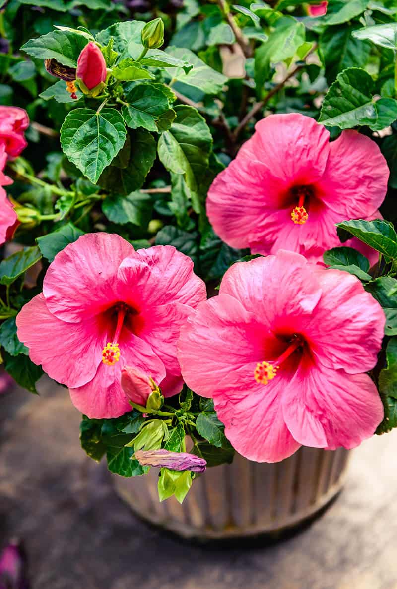 Tropical Hibiscus Buying &amp; Growing Guide | Trees.com