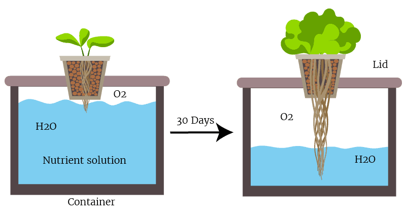 The Kratky Method - Grow Food The Passive Hydroponic Way (Step by Step Guide) | Trees.com