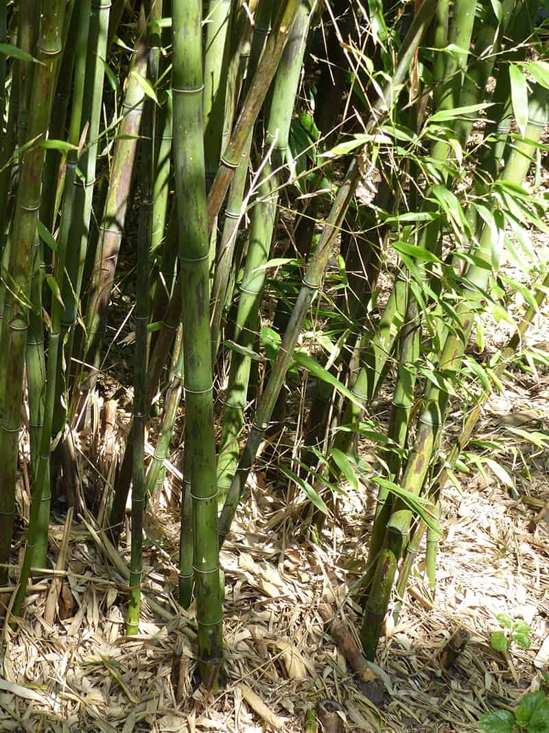 Tiger Bamboo