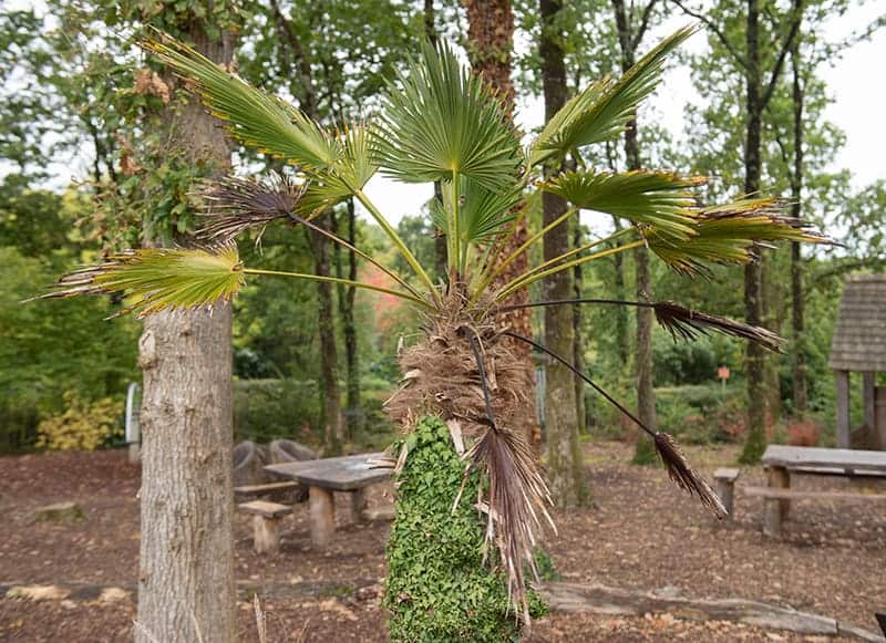 Trachycarpus Wagnerianus