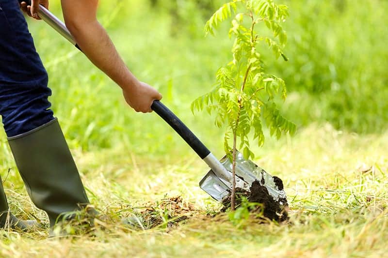 Tree-Planting Shovel