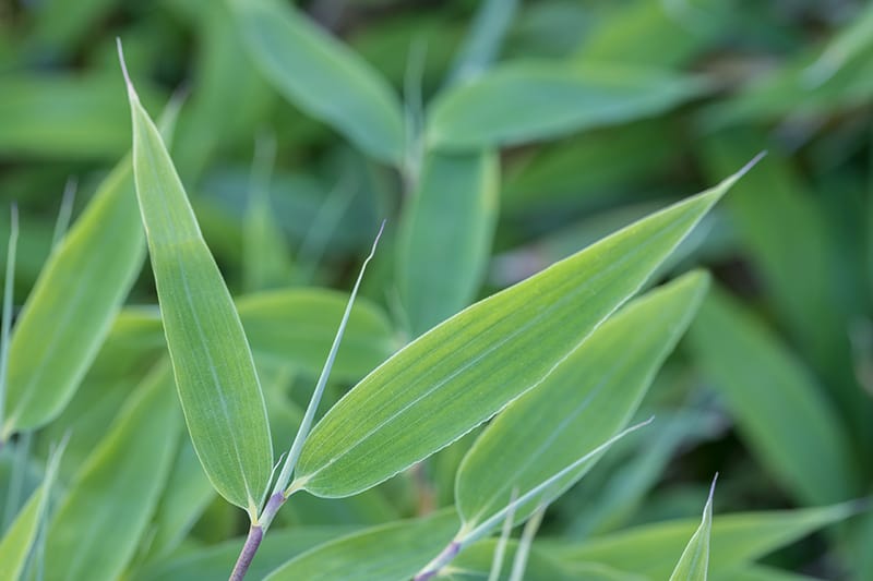 Umbrella Bamboo