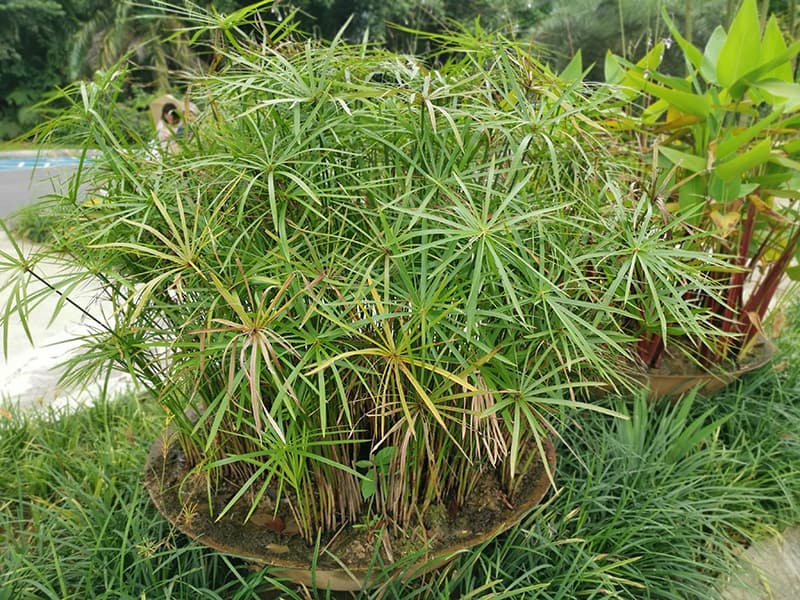 Umbrella Palm