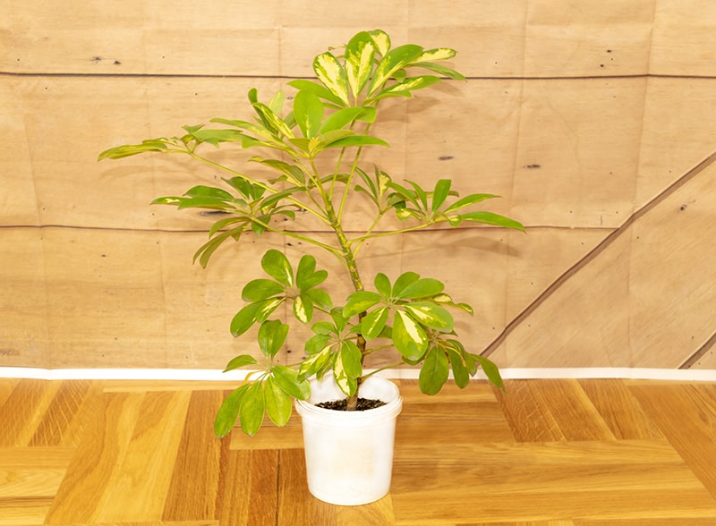 Umbrella Plant