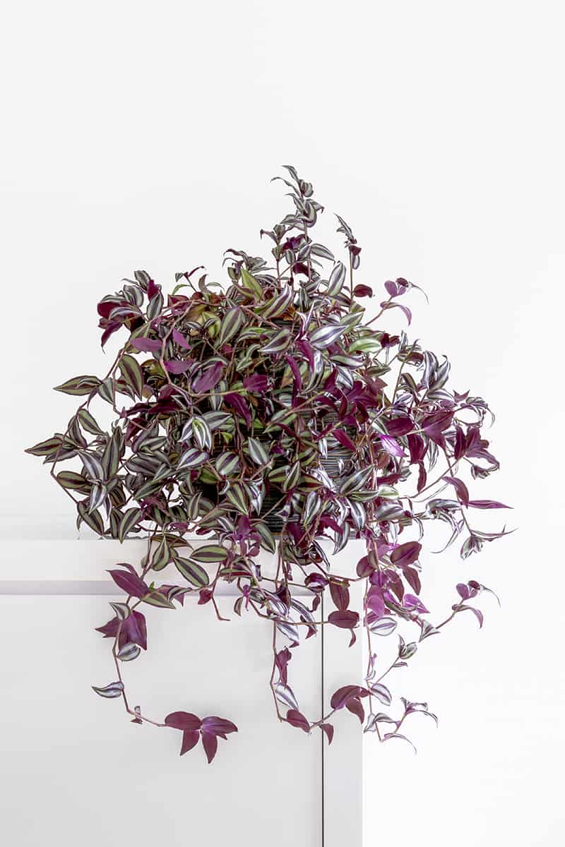 Wandering Jew