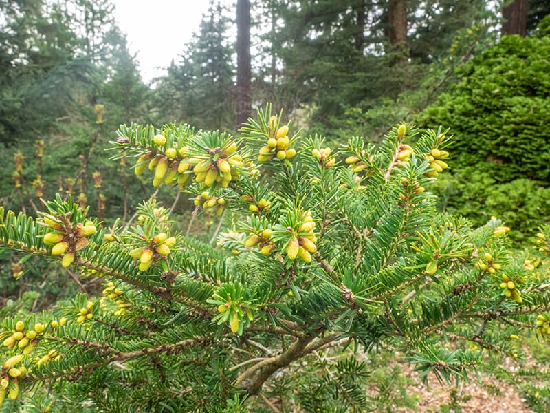 White Pine Cone and Tassel