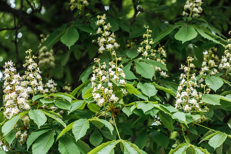 White Poplar