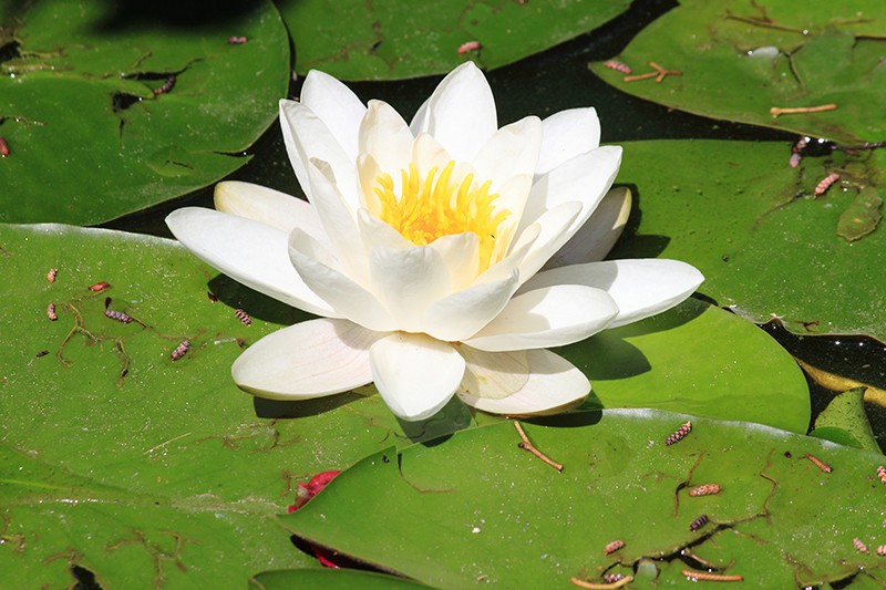 White Water Lily