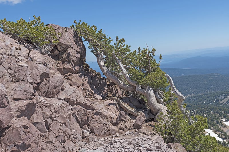 Whitebark Pine