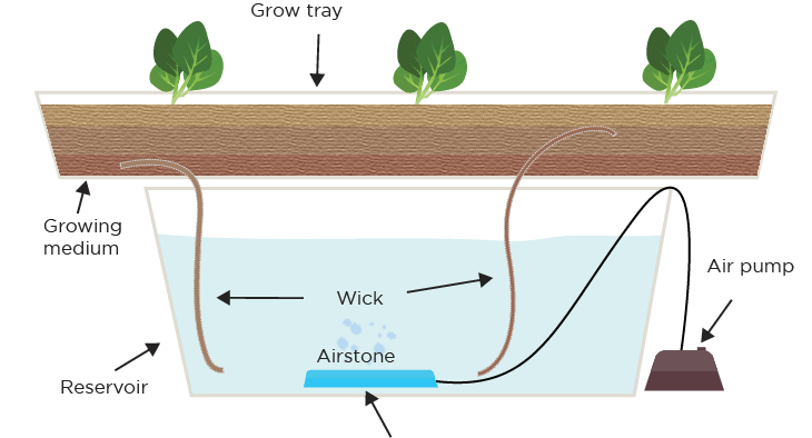 Hydroponic Wick Systems: The Training Wheels Of The Hydroponic World