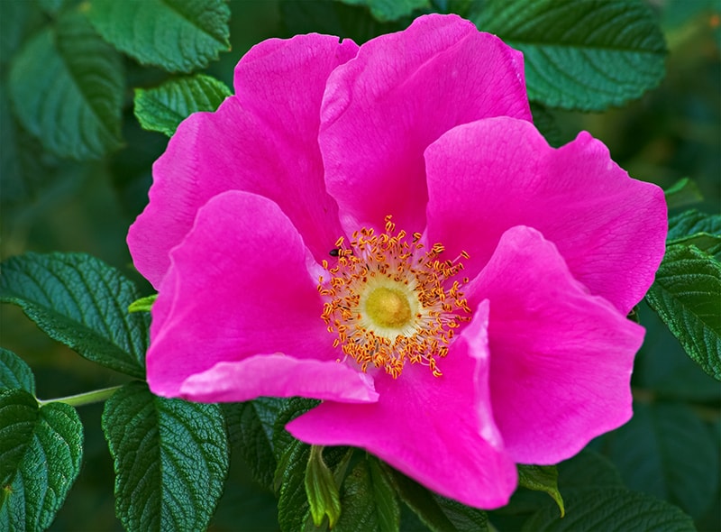 Wild Rose