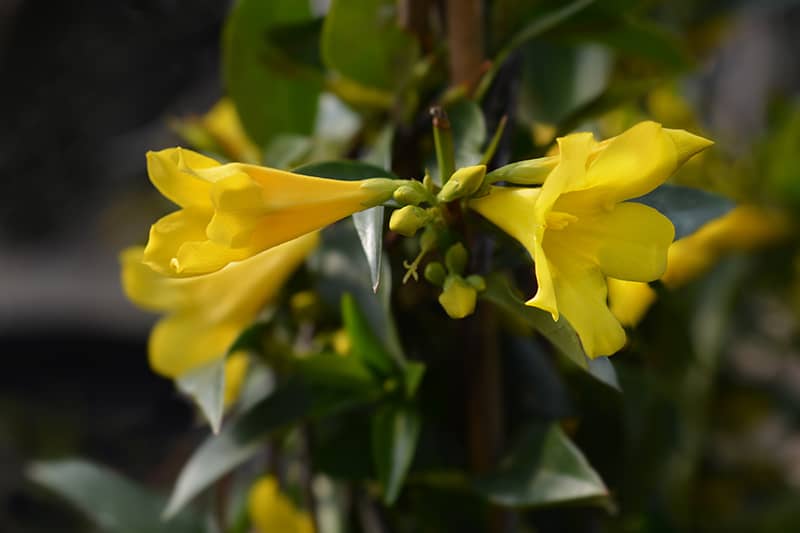 Yellow Jessamine