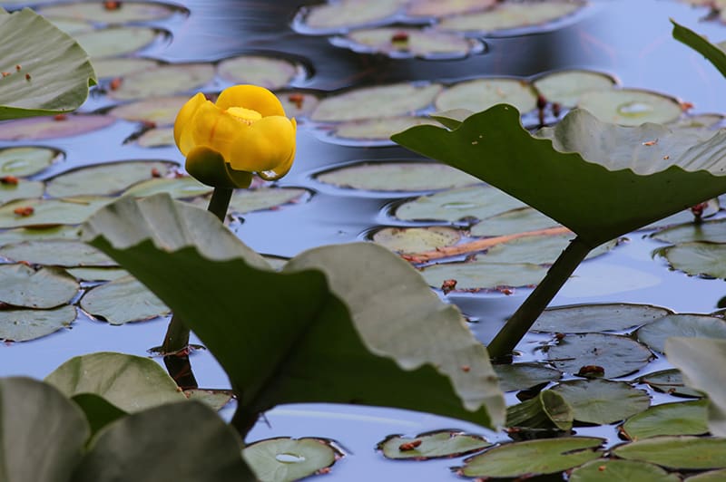 Yellow Pond Lily