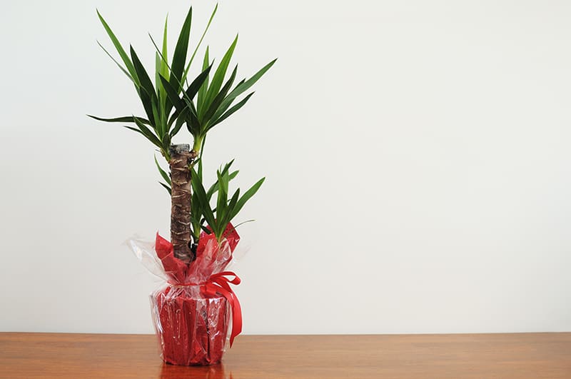 Yucca