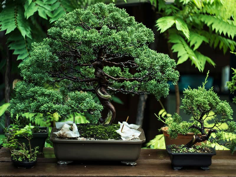 an itoigawa shimpaku bonsai juniper bonsai)