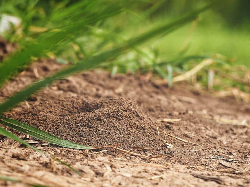 Ant Nest