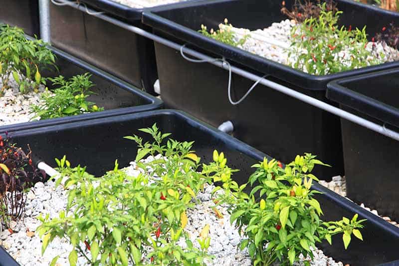 Aquaponics top