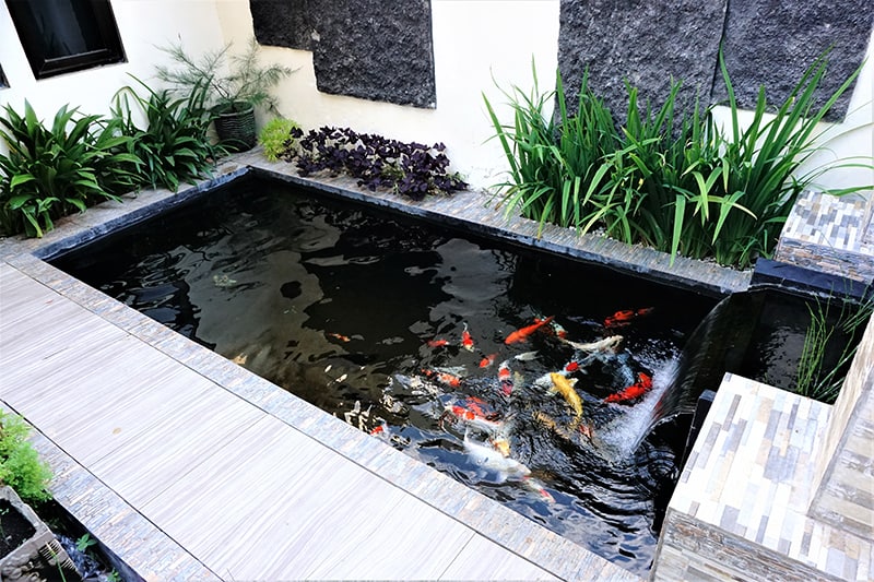 Modern Koi Pond