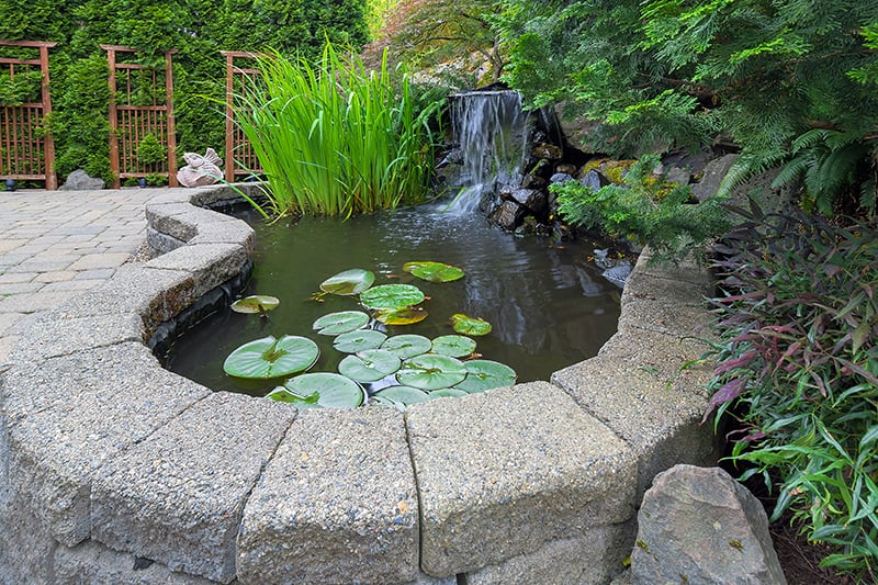 Raised Pond