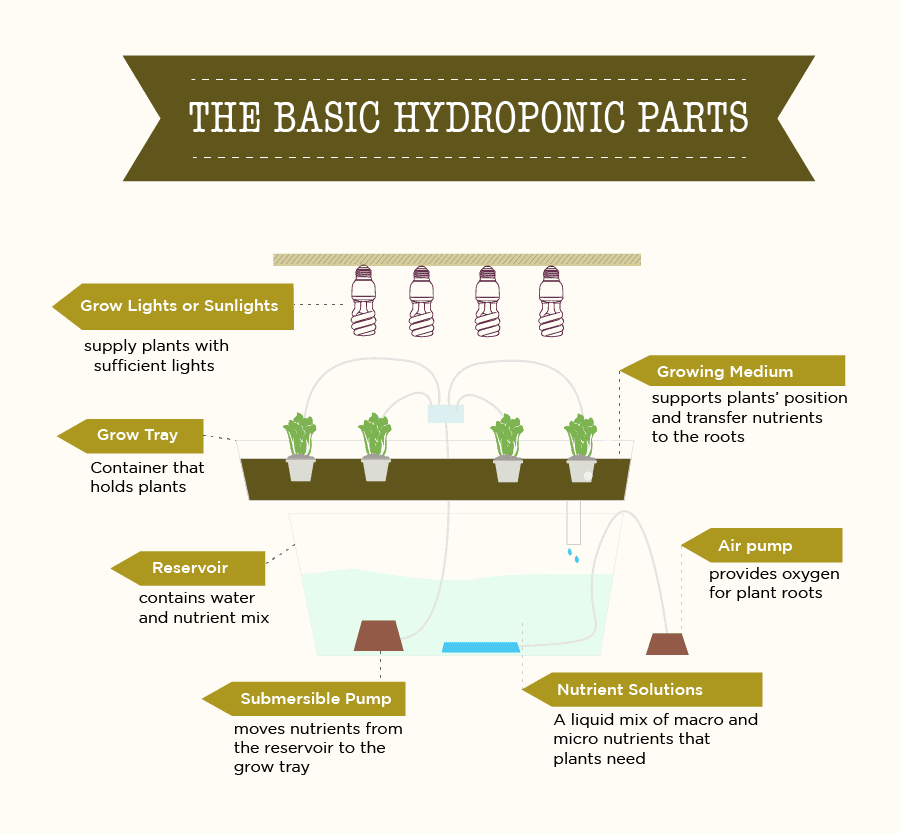 Basic Parts of Hydroponics