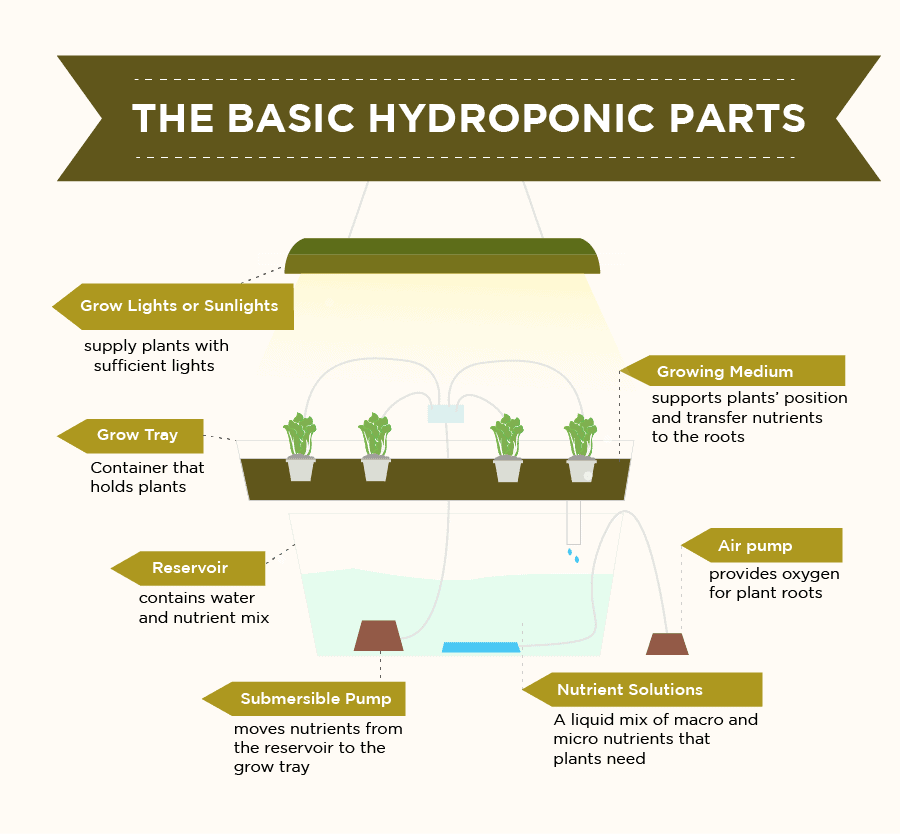 Hydroponics For Beginners The Definitive Guide