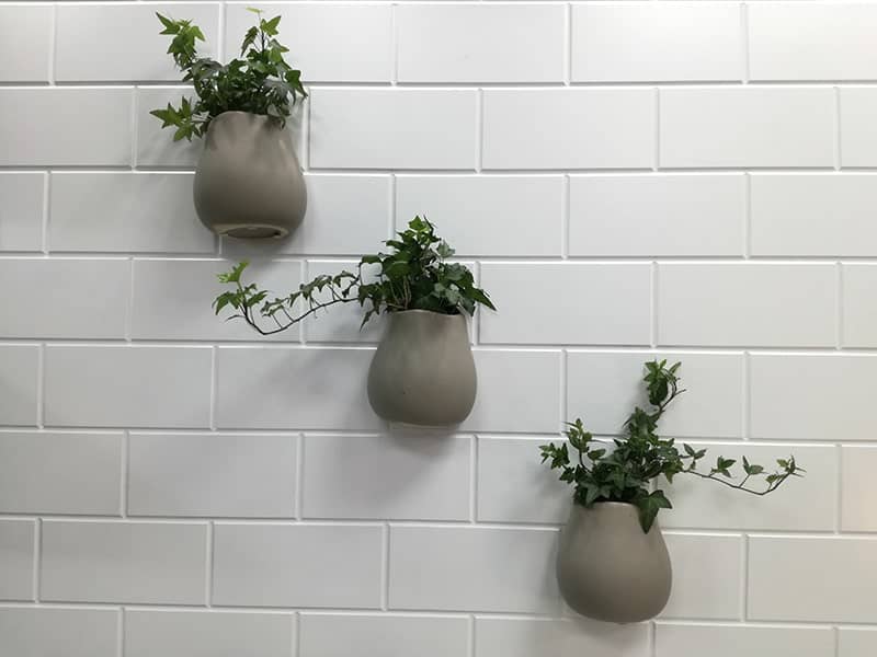 English Ivy