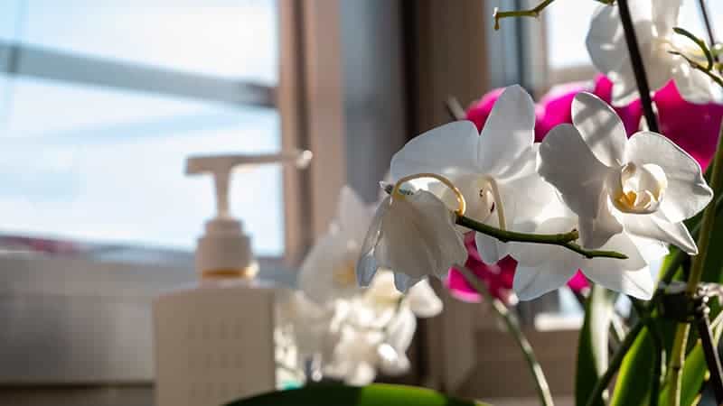 Orchid