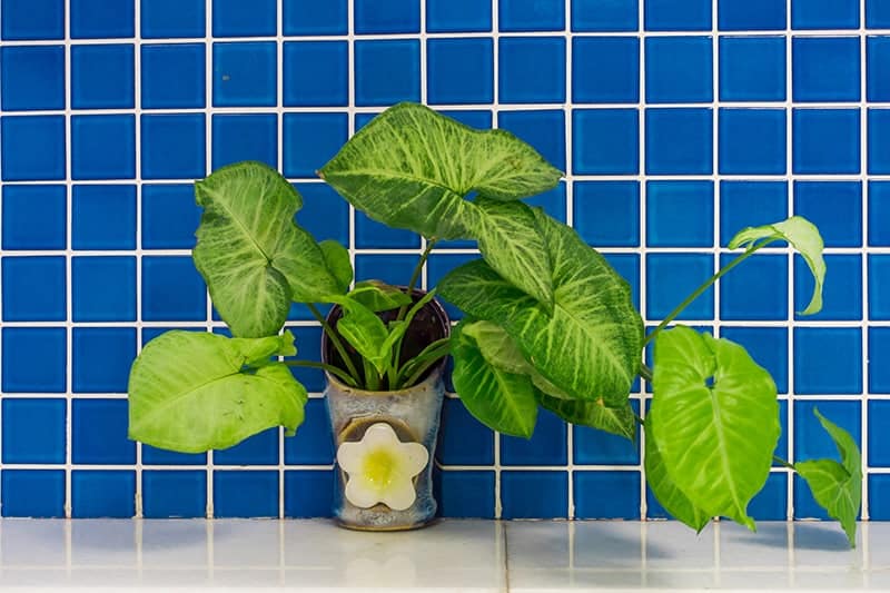 Pothos