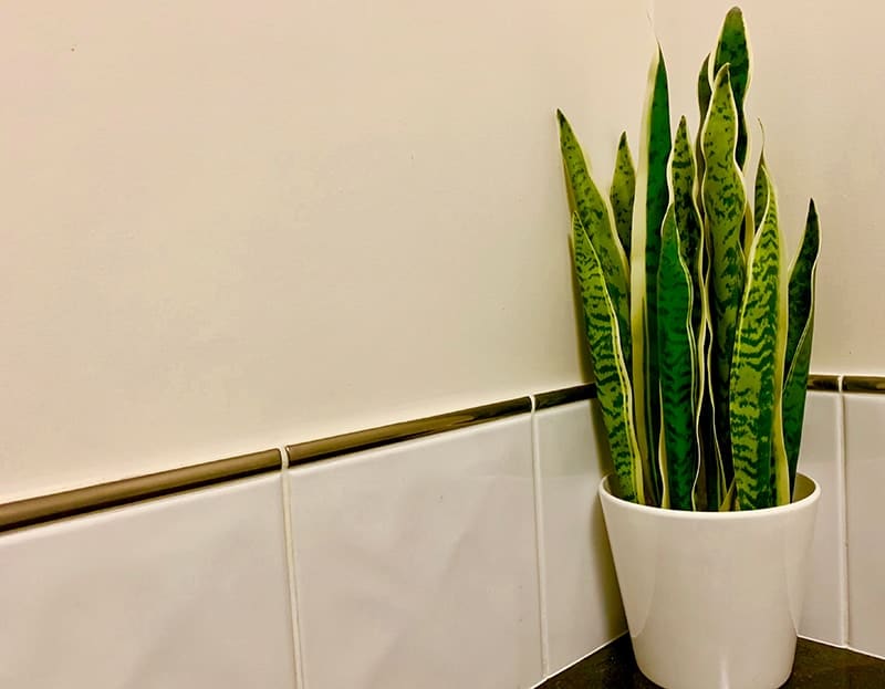 Snake Plant