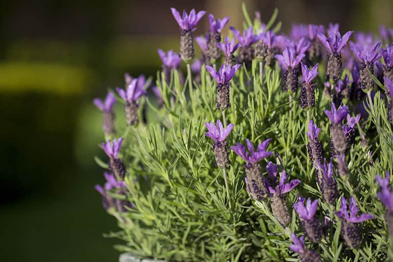 Lavender (Lavandula)