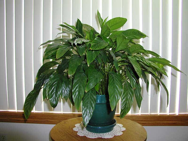 Peace Lily (Spathiphyllum)