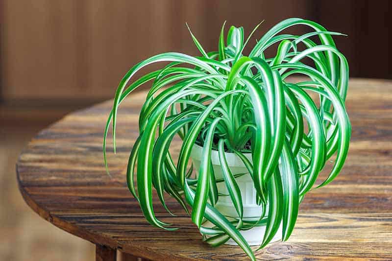 Chlorophytum comosum (Spider Plant)