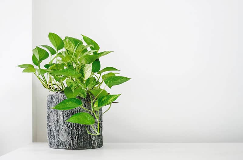 Epipremnum aureum (Pothos)