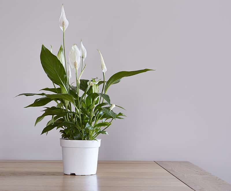 Spathiphyllum (Peace Lily)