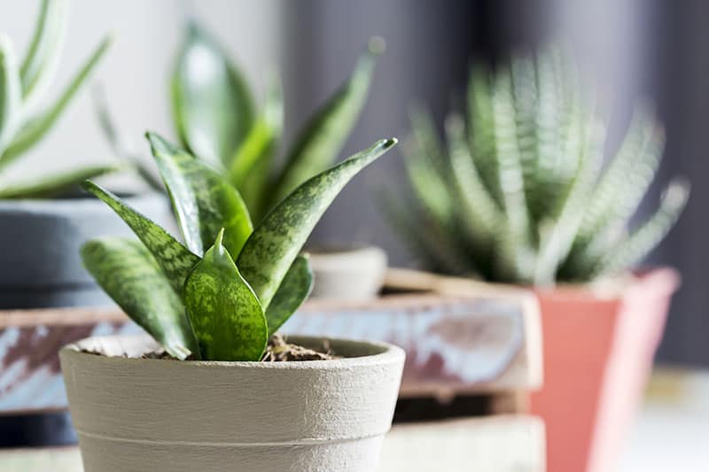 Sansevieria (Snake Plant)