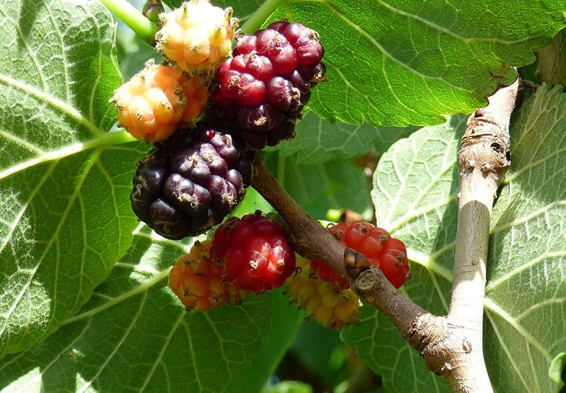 svart Mulberry - Morus nigra