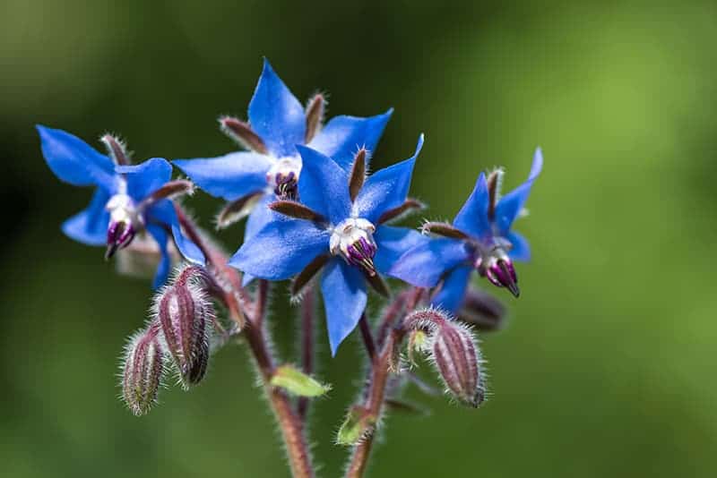 Starflower