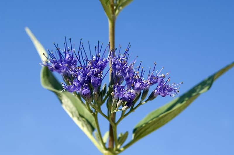 Heavenly Blue