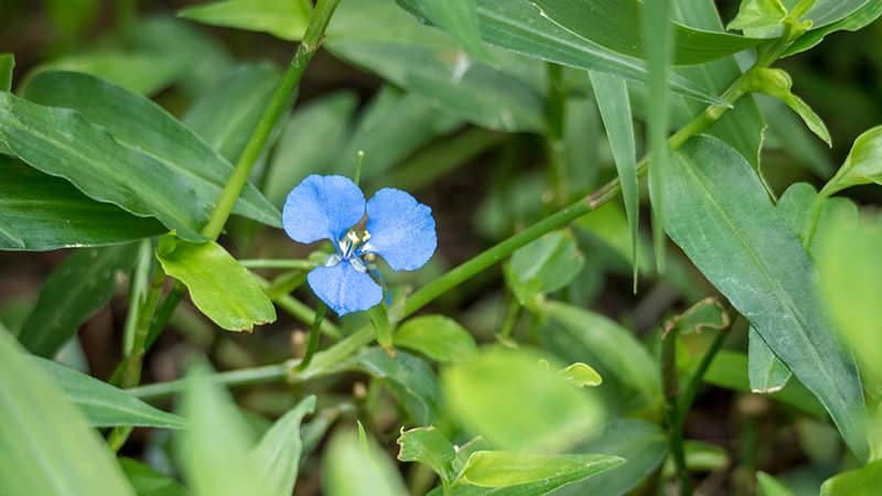 Birdbill Dayflower