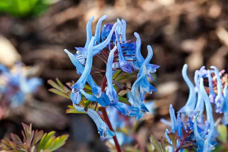 Corydalis China Blue