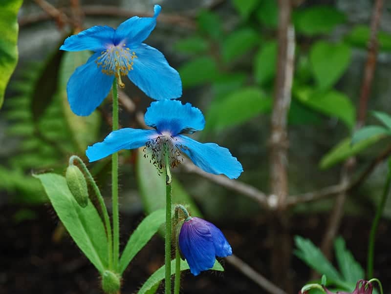 Himalayan Blue Poppy