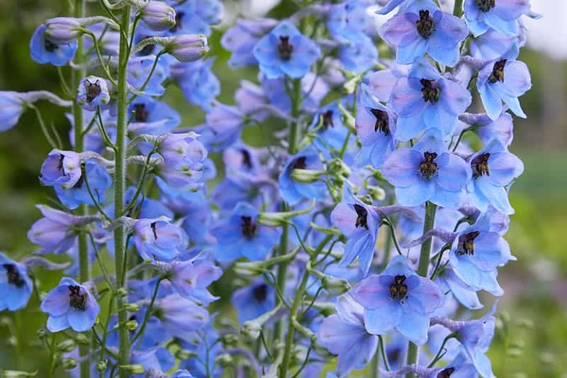 Larkspur