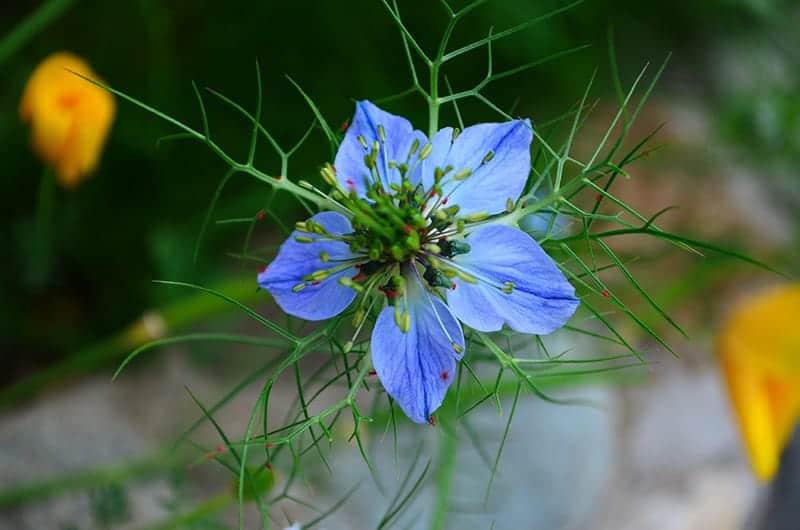 Love in a Mist