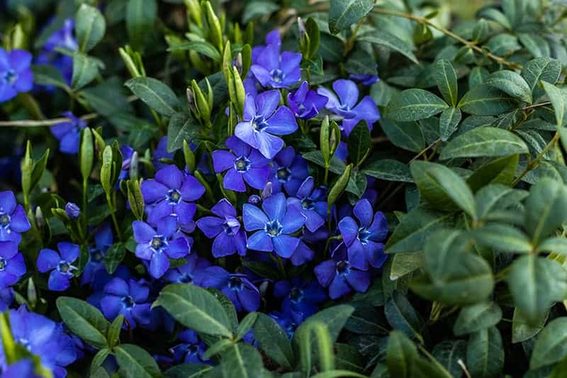 Periwinkle/ Creeping Myrtle