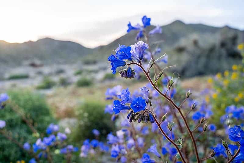 Desert Bluebell