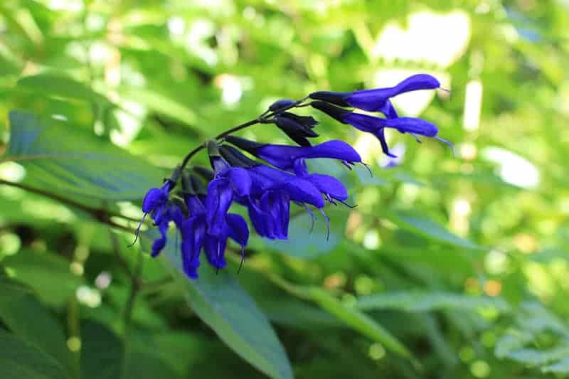 Black and Blue Sage