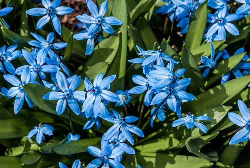 Siberian Squill