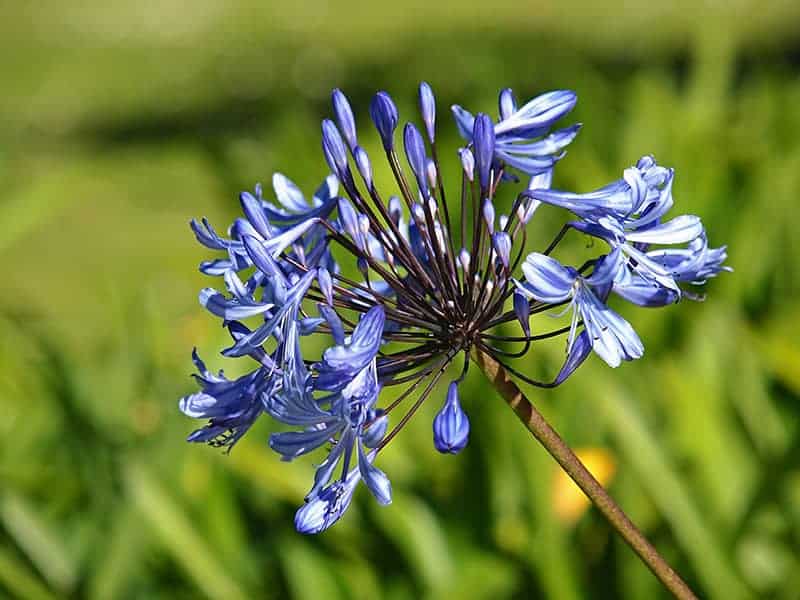 African Blue Lily