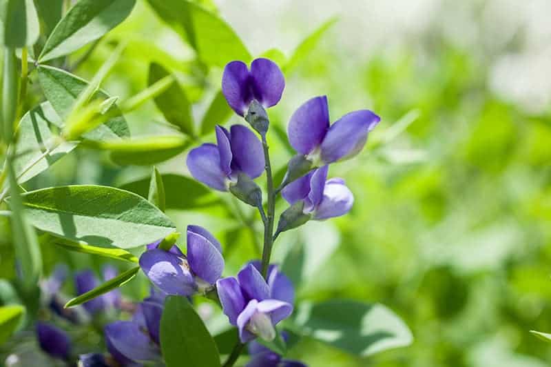 False Indigo